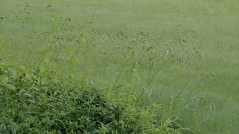 Tall Grass Stock Footage 277304449