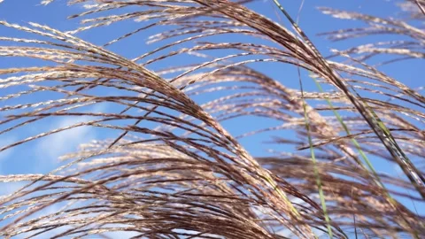 Tall Grass Stock Footage 289684241