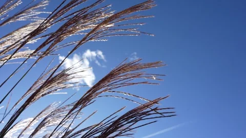 Tall Grass Stock Footage 289684290