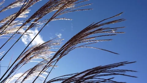 Tall Grass Stock Footage 289684293