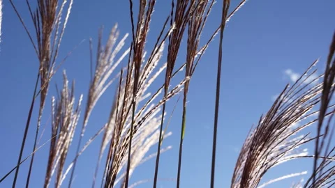Tall Grass Stock Footage 289684294