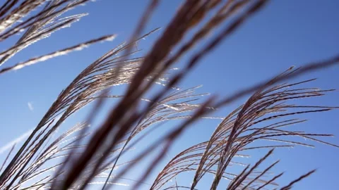 Tall Grass Stock Footage 289684371