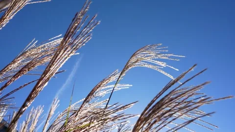 Tall Grass Stock Footage 289684402