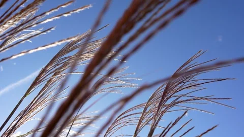 Tall Grass Stock Footage 289684405