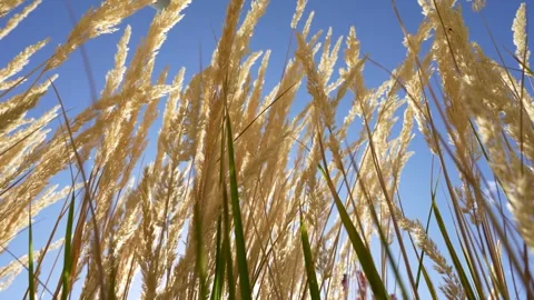 Tall Grass Stock Footage 289684415