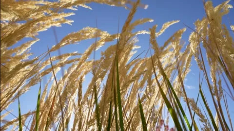 Tall Grass Stock Footage 289684473