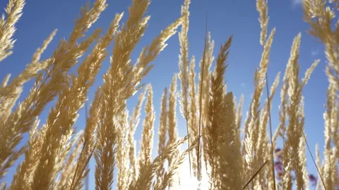 Tall Grass Stock Footage 289684519