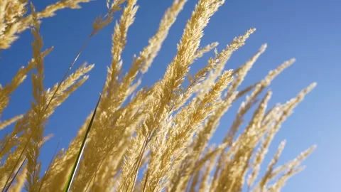 Tall Grass Stock Footage 289684529