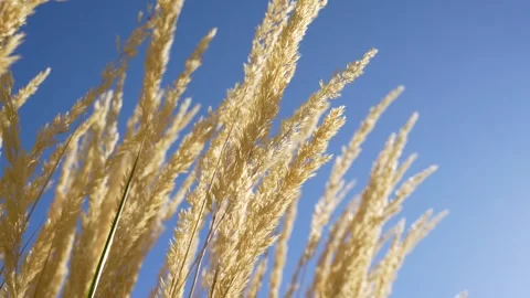 Tall Grass Stock Footage 289684543
