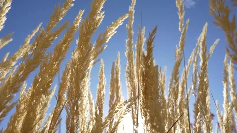 Tall Grass Stock Footage 289684545