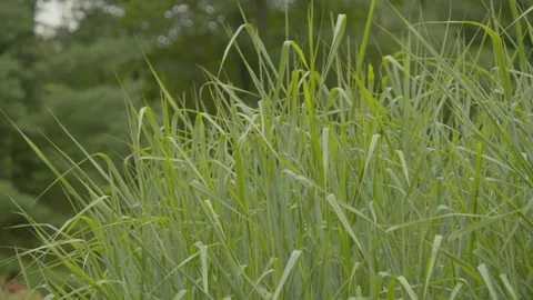 Tall grass 스톡 동영상 344996065
