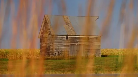 Tall grass in the foreground with an old shed behind 스톡 동영상 345530954