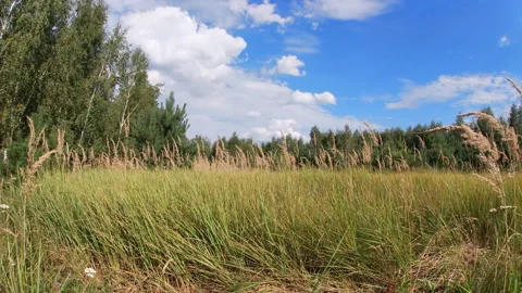 Tall grass, forest edge, timelapse, summer, nature of Ukraine. Stock Footage 314645904