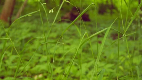 Tall grass in the forest Video stock 146287401