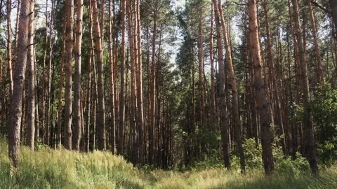 Tall Grass in Forest at Midday – Peaceful Nature Scene in Daylight Stock Footage 310530815