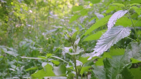 Tall grass in the forest sways slightly in the wind Video stock 273053255