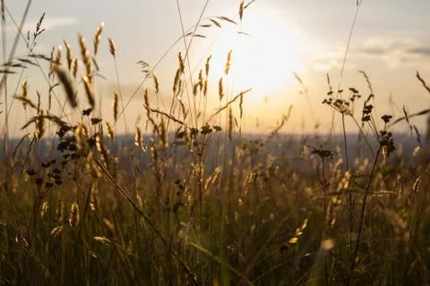 Tall grass in front of sunset Stock Photos