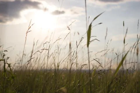Tall grass in front of sunset Stock Photos
