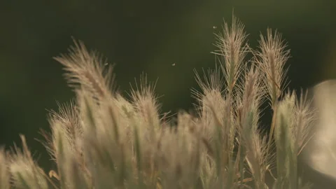 Tall Grass Gently Blowing In The Breeze In Slow Motion Fleetwood Nature Stock Footage 254479297