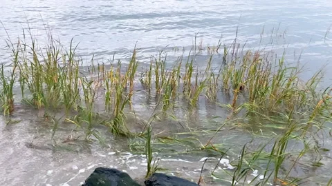 Tall grass growing along the shoreline in Marblehead, Massachusetts Video stock 166321525