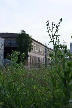 Tall grass grows in an open area near buildings with a clear sky in the Foto stock