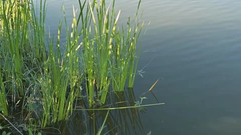 Tall grass grows at the water's edge with clear reflections visible on the 스톡 동영상 344525845