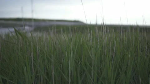 Tall Grass On Harbour In Wind 库存影片 132331925