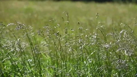 Tall grass high winds Stock Footage 76006679