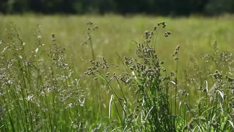 Tall grass high winds Stock Footage 76006683
