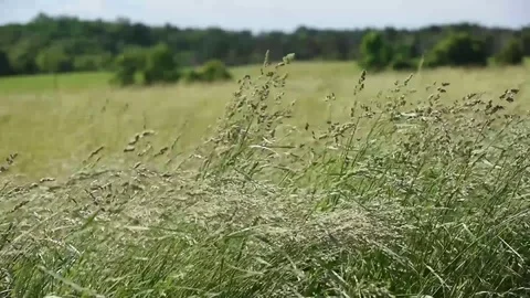 Tall grass high winds Stock Footage 76006689