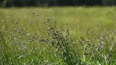 Tall grass high winds Stock Footage 76006691
