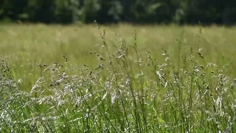 Tall grass high winds Stock Footage 76006700