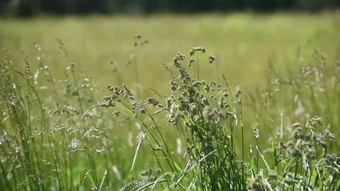 Tall grass high winds Stock Footage 76006703