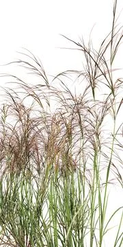 Tall grass isolated on white background Stock Illustration