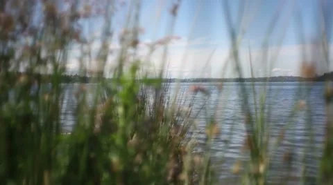 Tall grass at lake Stock Footage 7357410