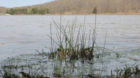 Tall Grass in a Lake Stock Footage 127949857