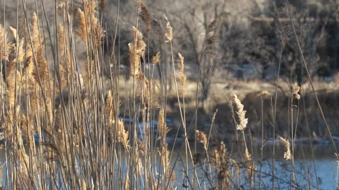 Tall Grass At a Lake Stock Footage