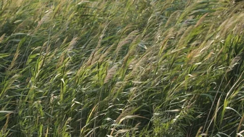 Tall grass by the lake at sunset blowing in the wind, slow motion Stock Footage 322991297