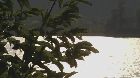 Tall grass by the lake at sunset blowing in the wind, slow motion Stock Footage 322991308