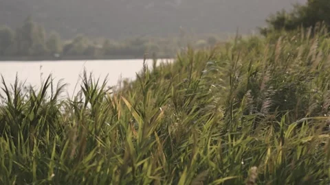 Tall grass by the lake at sunset blowing in the wind, slow motion Stock Footage 322991459