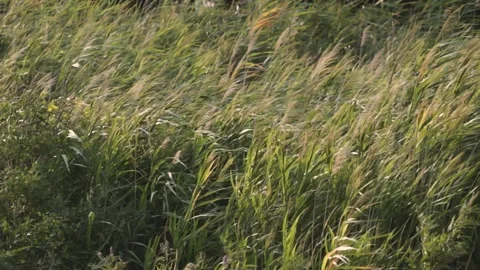 Tall grass by the lake at sunset blowing in the wind, slow motion Vídeos de archivo 322991475