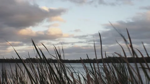 Tall grass, lake view during sunset Stock Footage 233300582