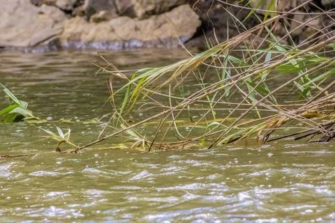 The tall grass leaned over the surface of the water Foto stock