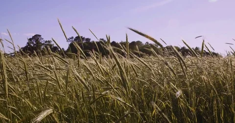 Tall grass on local field Stock Footage 76379567