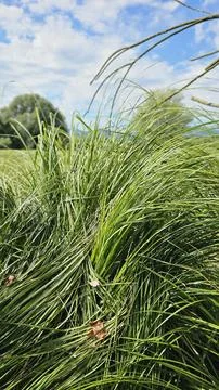Tall grass lying down Stock Photos