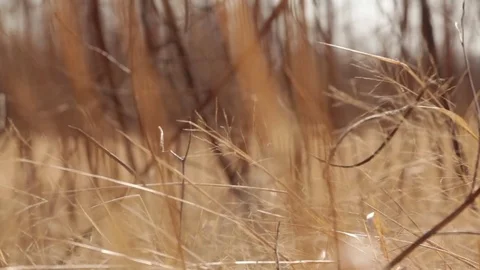 Tall grass with man running in background Video stock 76940319