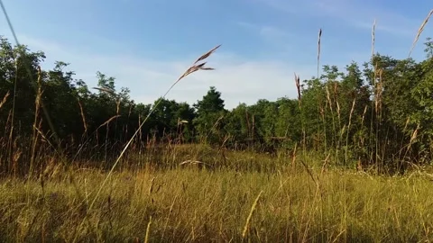 Tall Grass Meadow and Trees Stock Footage 163842870