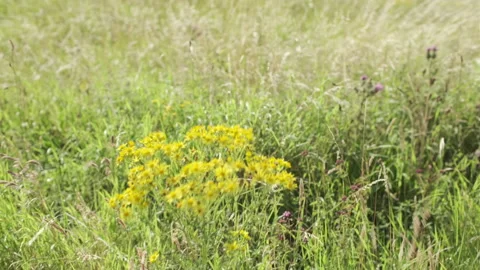 Tall grass meadow blowing on very windy summer day with yellow flower Stock Footage