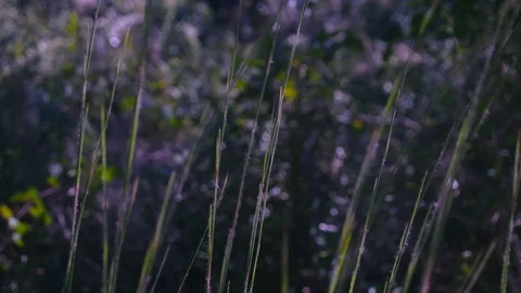 Tall Grass in a Meadow Blowing in the Wind Stock Footage 114208973