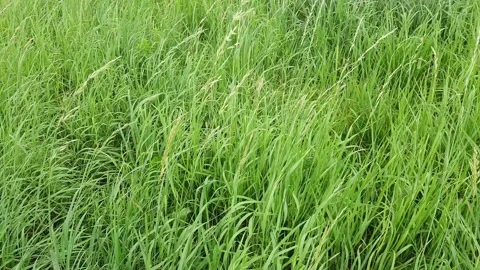 The tall grass in the meadow blows with the wind Stock Footage 143744770